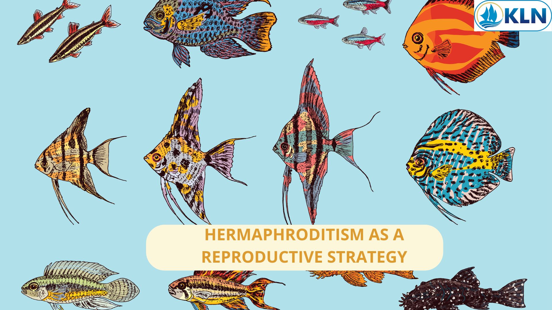 HERMAPHRODITISM AS A REPRODUCTIVE STRATEGY 